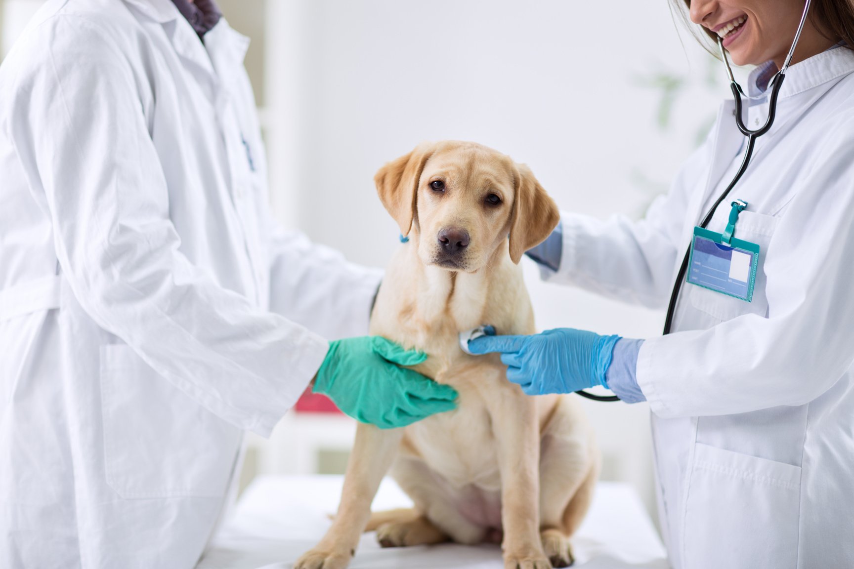 Dog at the vet